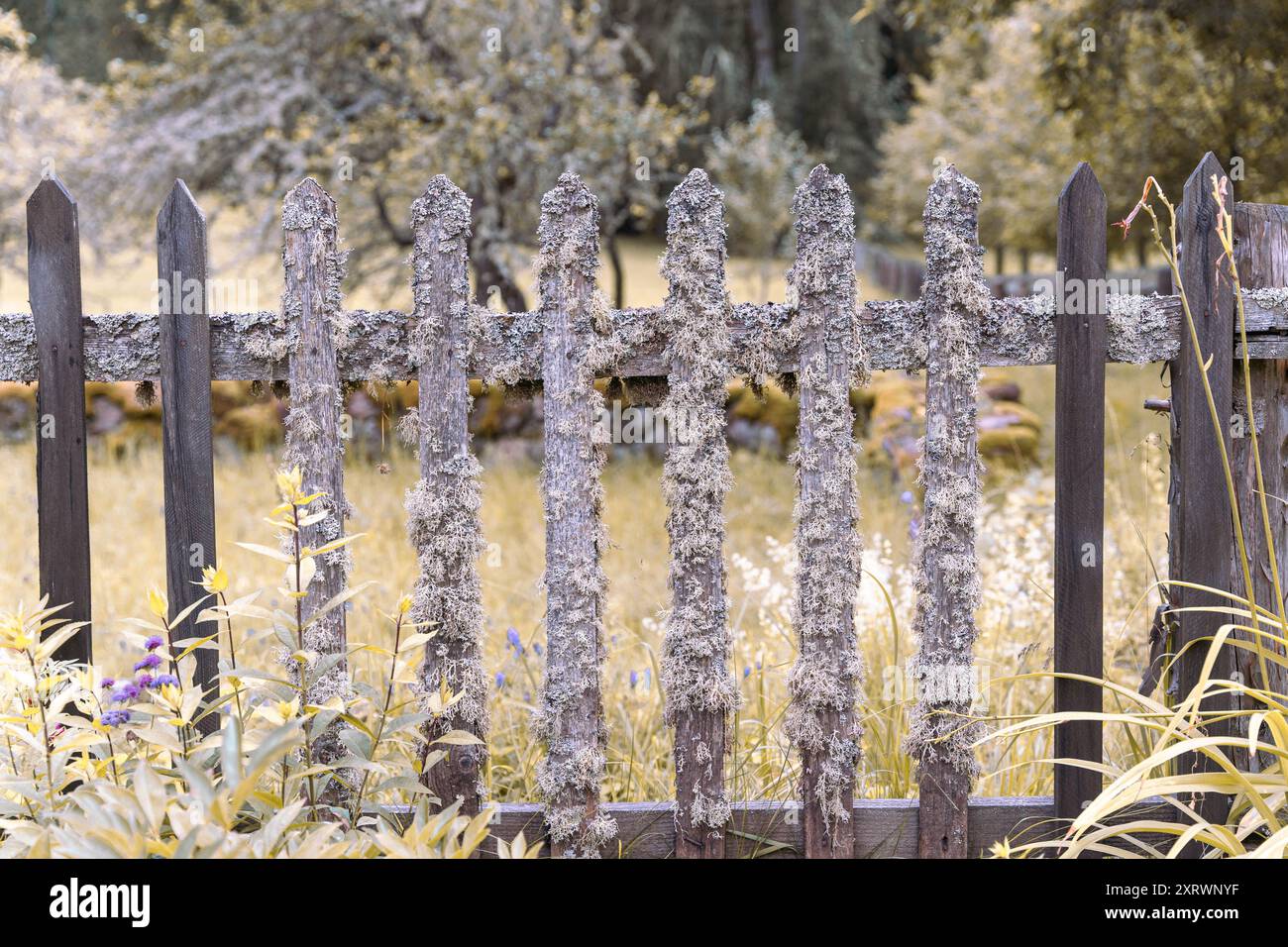 Wildflowers rustic wooden fence hi-res stock photography and images - Alamy