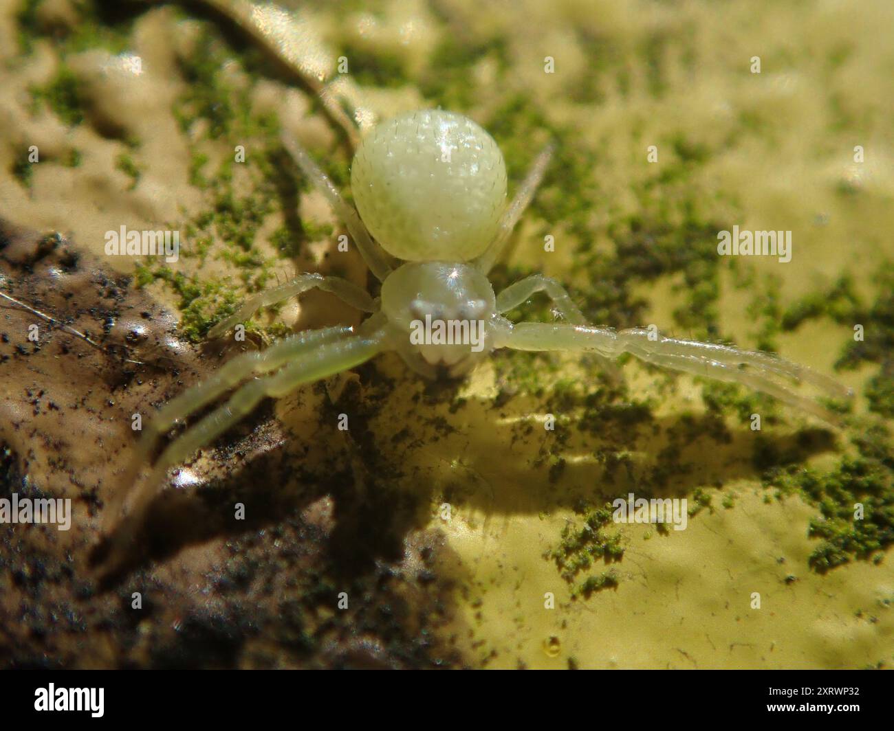 American Green Crab Spider (Misumessus oblongus) Arachnida Stock Photo