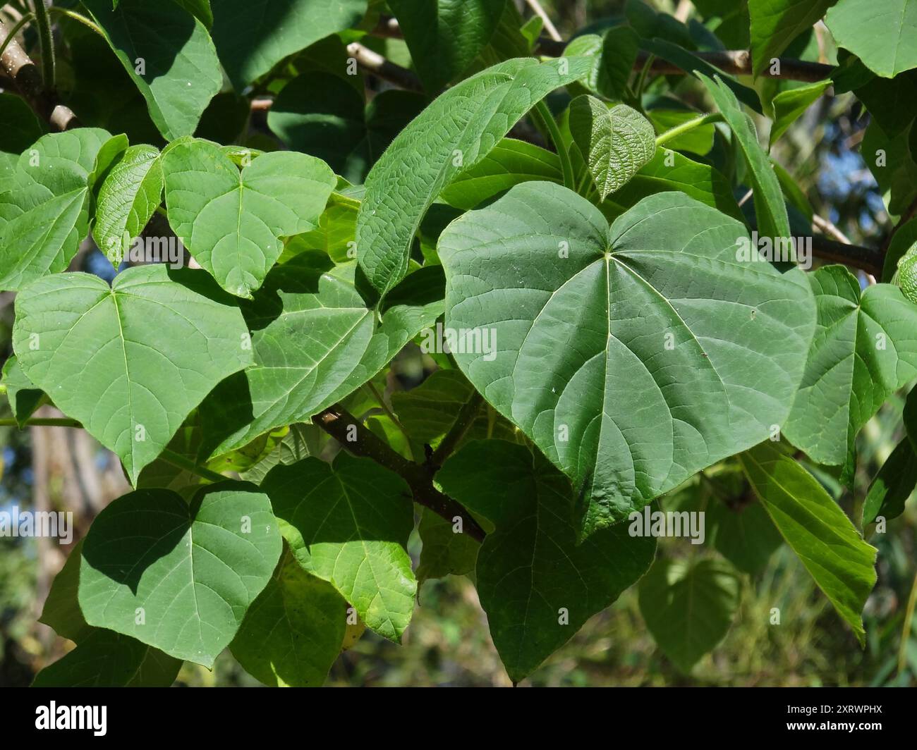 paulownia-taiwaniana-plantae-stock-photo-alamy