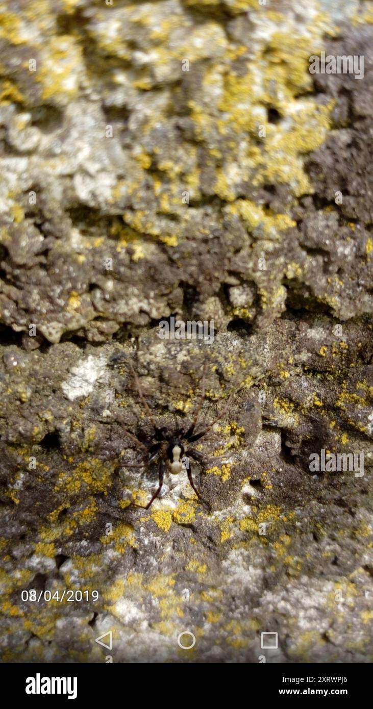 Common Forest Wolf Spider Complex (Pardosa lugubris) Arachnida Stock