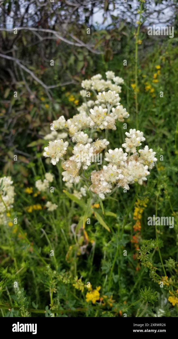 two-color rabbit tobacco (Pseudognaphalium biolettii) Plantae Stock ...