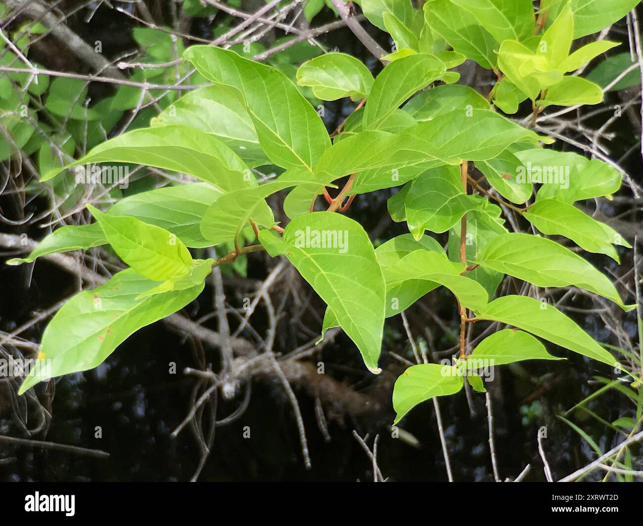 buttonbush (Cephalanthus occidentalis) Plantae Stock Photo - Alamy