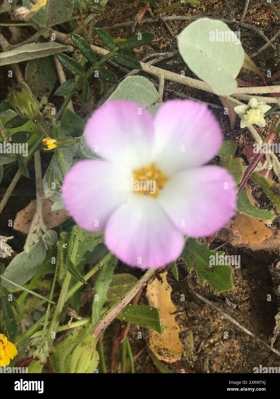 Linanthus dianthiflorus hi-res stock photography and images - Alamy