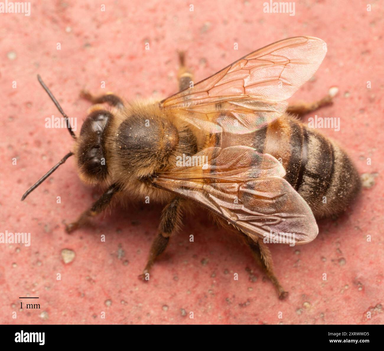Western Honey Bee (Apis mellifera) Insecta Stock Photo - Alamy