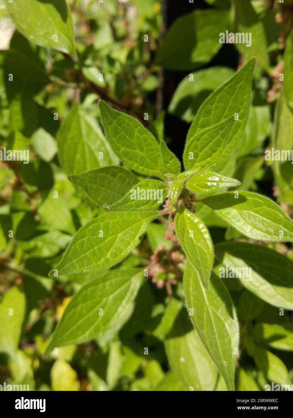 Erect Pellitory-of-the-wall (Parietaria officinalis) Plantae Stock ...