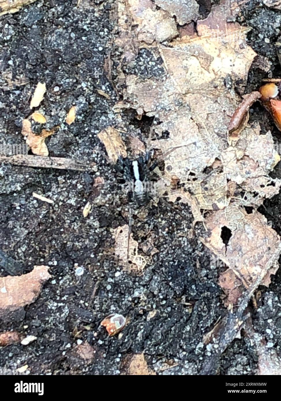 Common Forest Wolf Spider Complex (Pardosa lugubris) Arachnida Stock