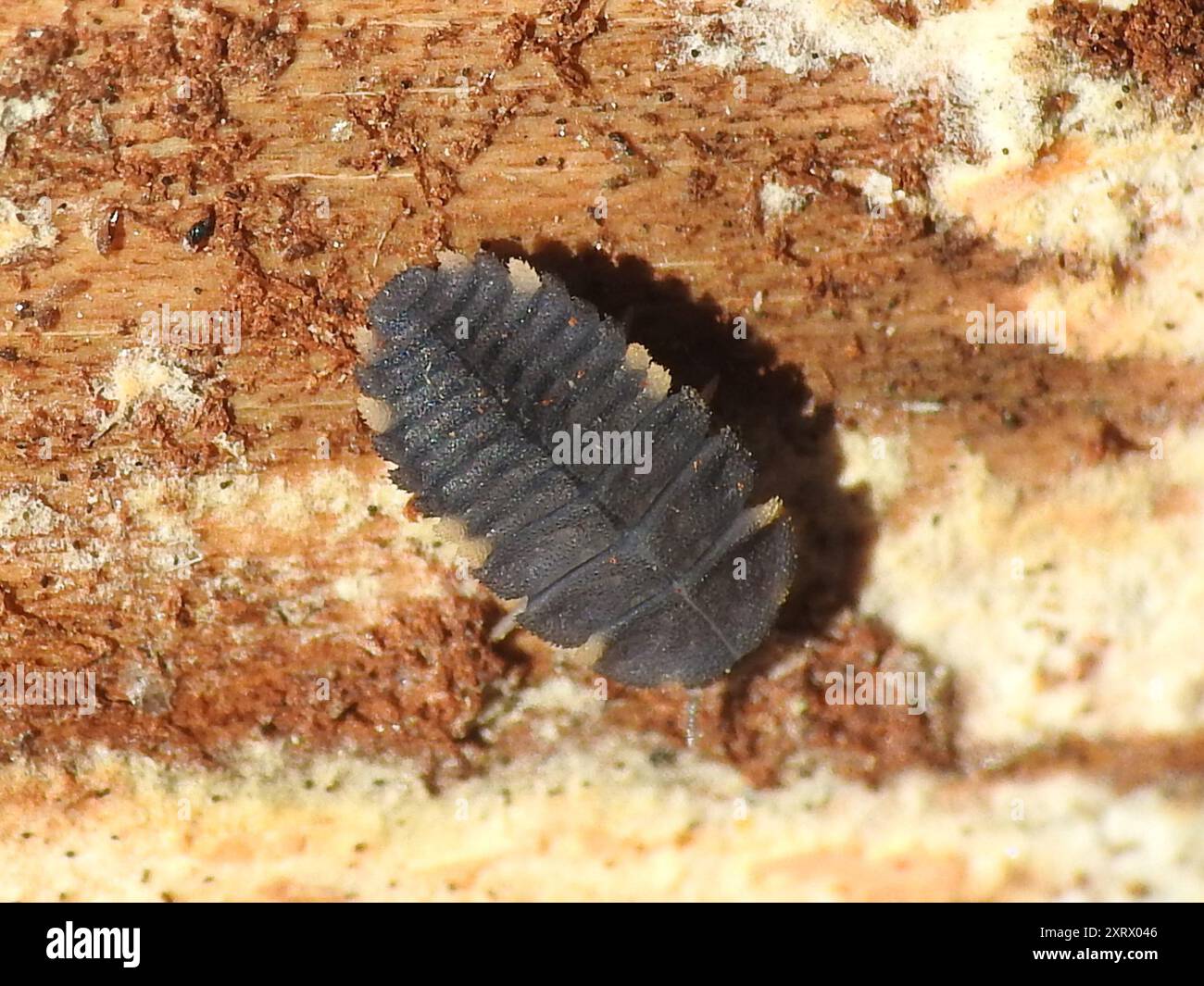 Untrue Insects False Ladybird (Endomychus coccineus) Insecta Stock Photo - Alamy