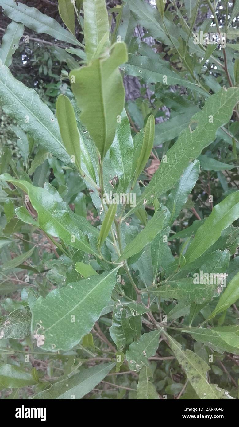 Akeake (Dodonaea viscosa) Plantae Stock Photo - Alamy
