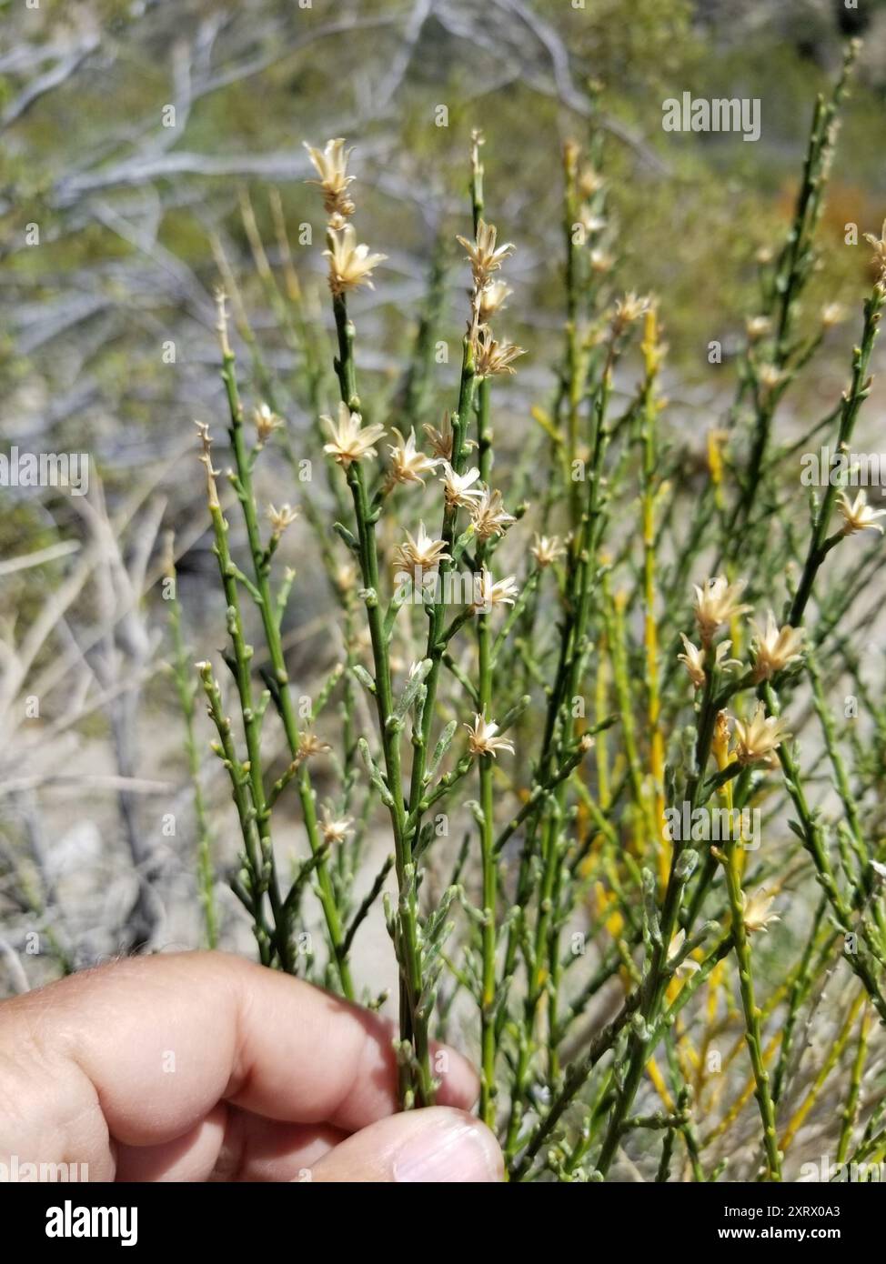 California Broomsage (Lepidospartum squamatum) Plantae Stock Photo - Alamy