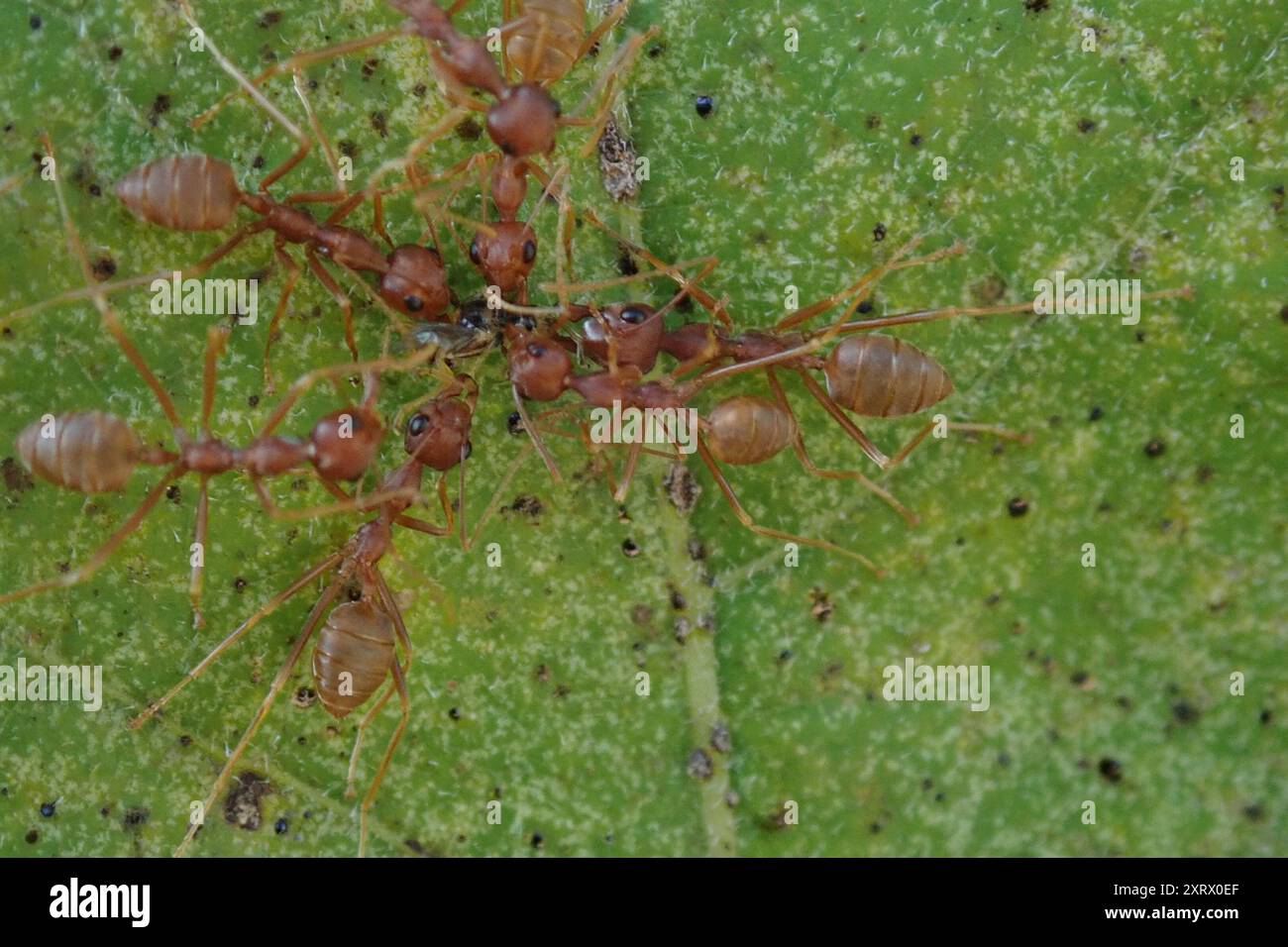 African Weaver Ant (Oecophylla longinoda) Insecta Stock Photo - Alamy