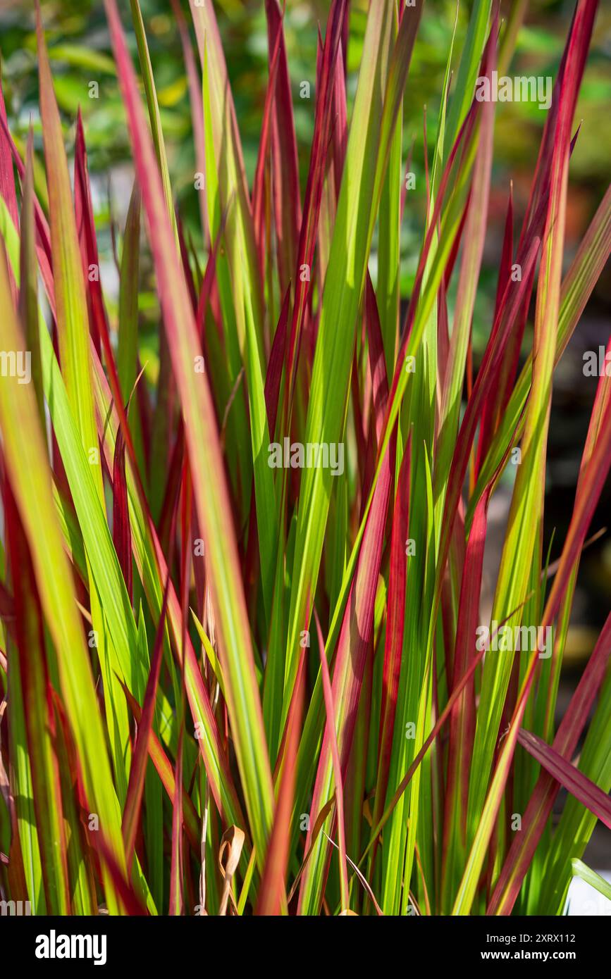 dracaena massangeana plant Dracaena Mass Cane Corn Plant Massangeana, 3 Stems Staggered