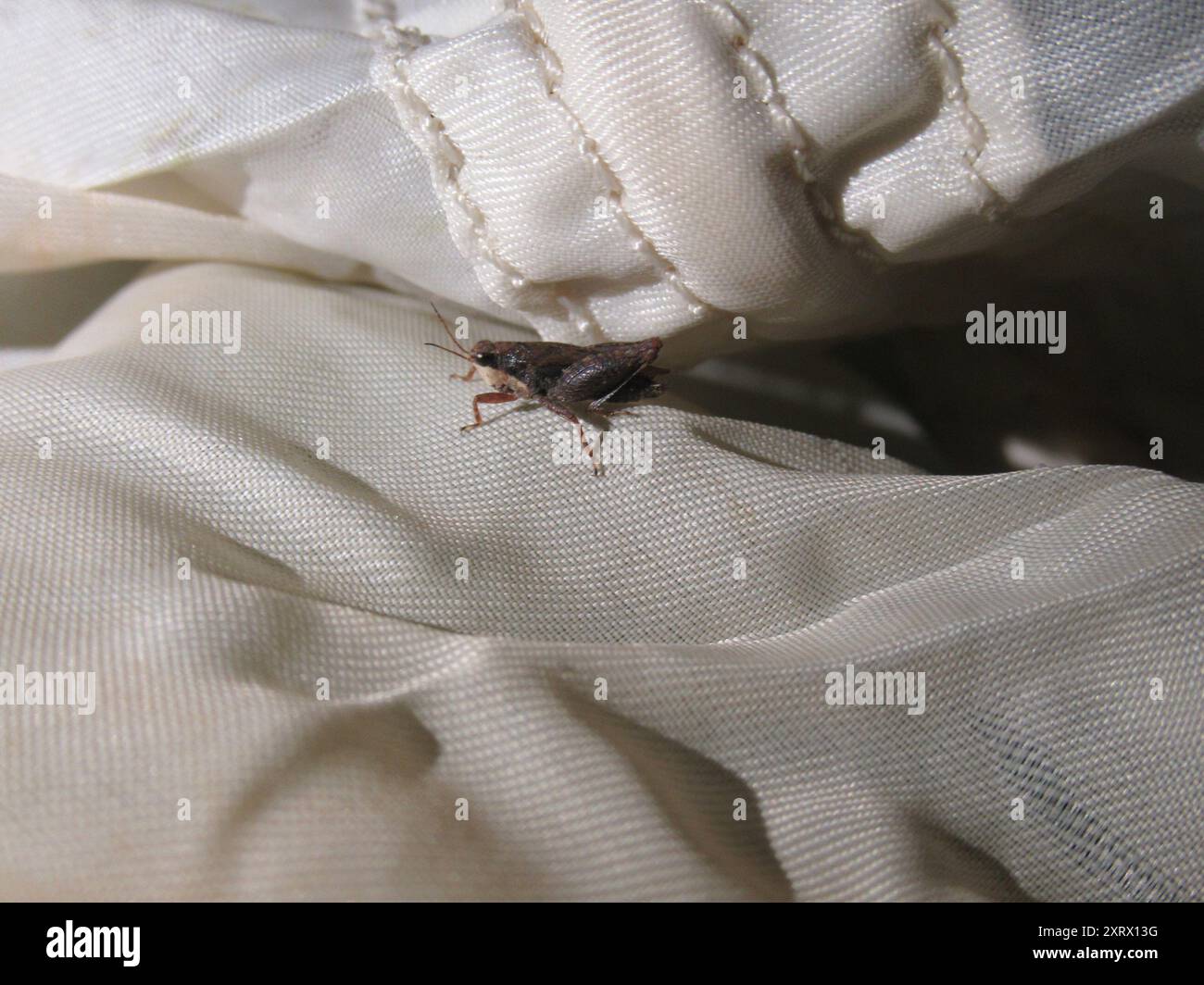 Black-sided Pygmy Grasshopper (Tettigidea lateralis) Insecta Stock ...