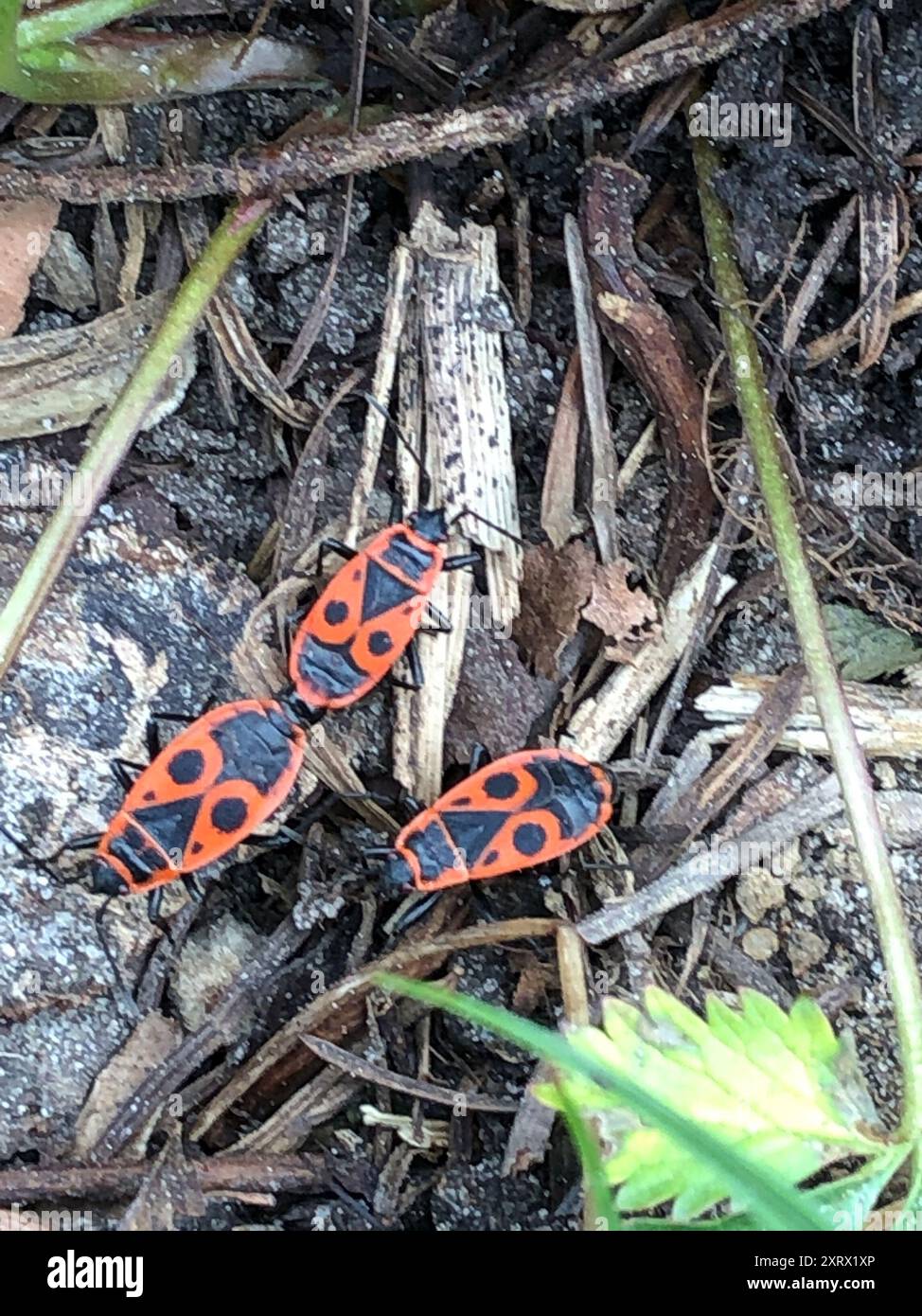 European Firebug (Pyrrhocoris apterus) Insecta Stock Photo - Alamy