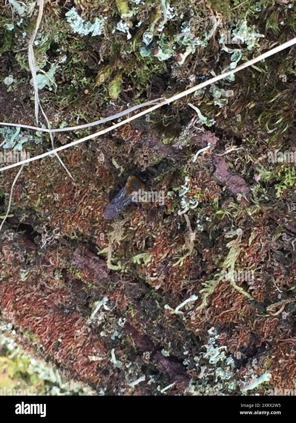Mining Bees (Andrena) Insecta Stock Photo - Alamy