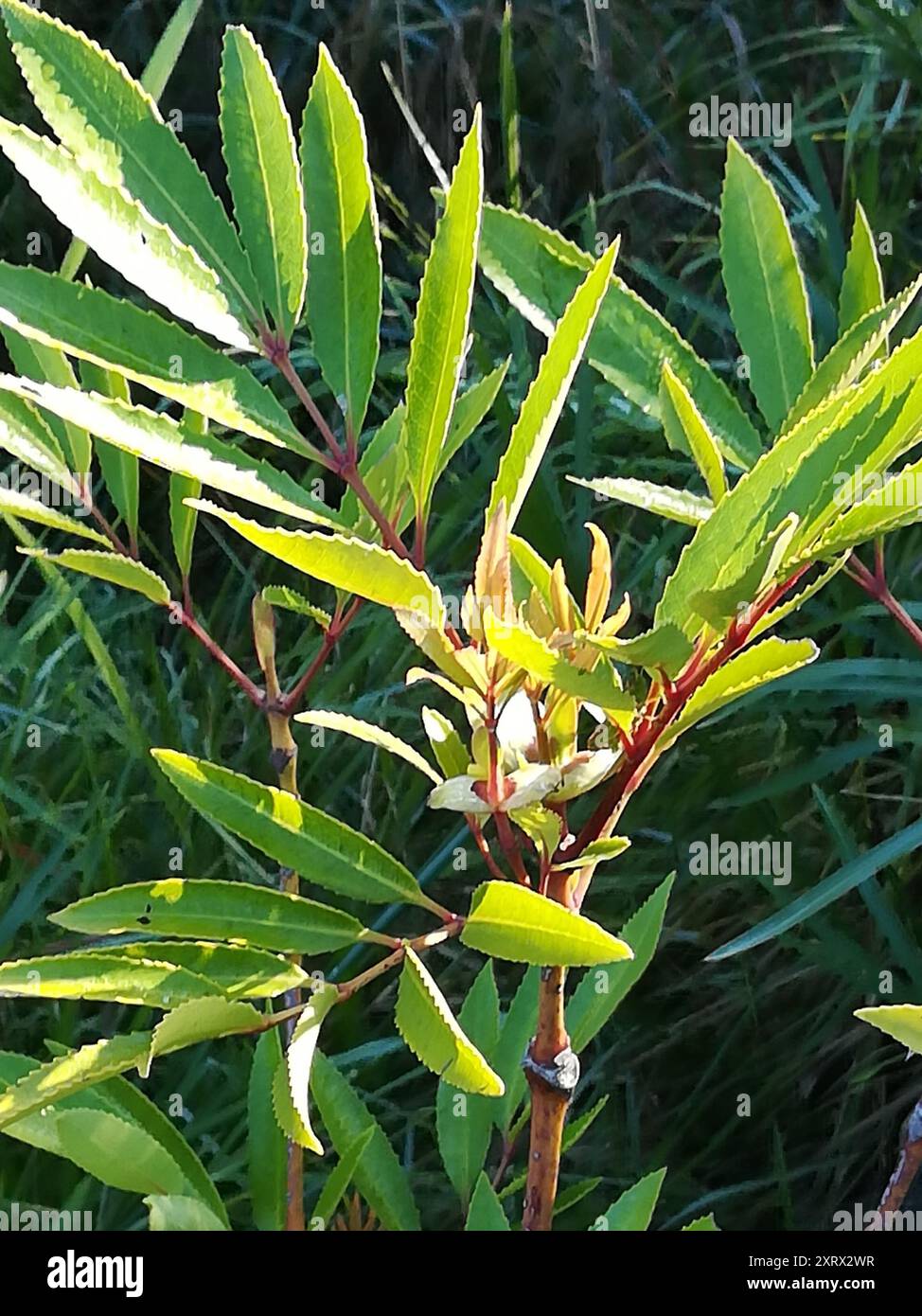 Cunonia capensis hi-res stock photography and images - Alamy