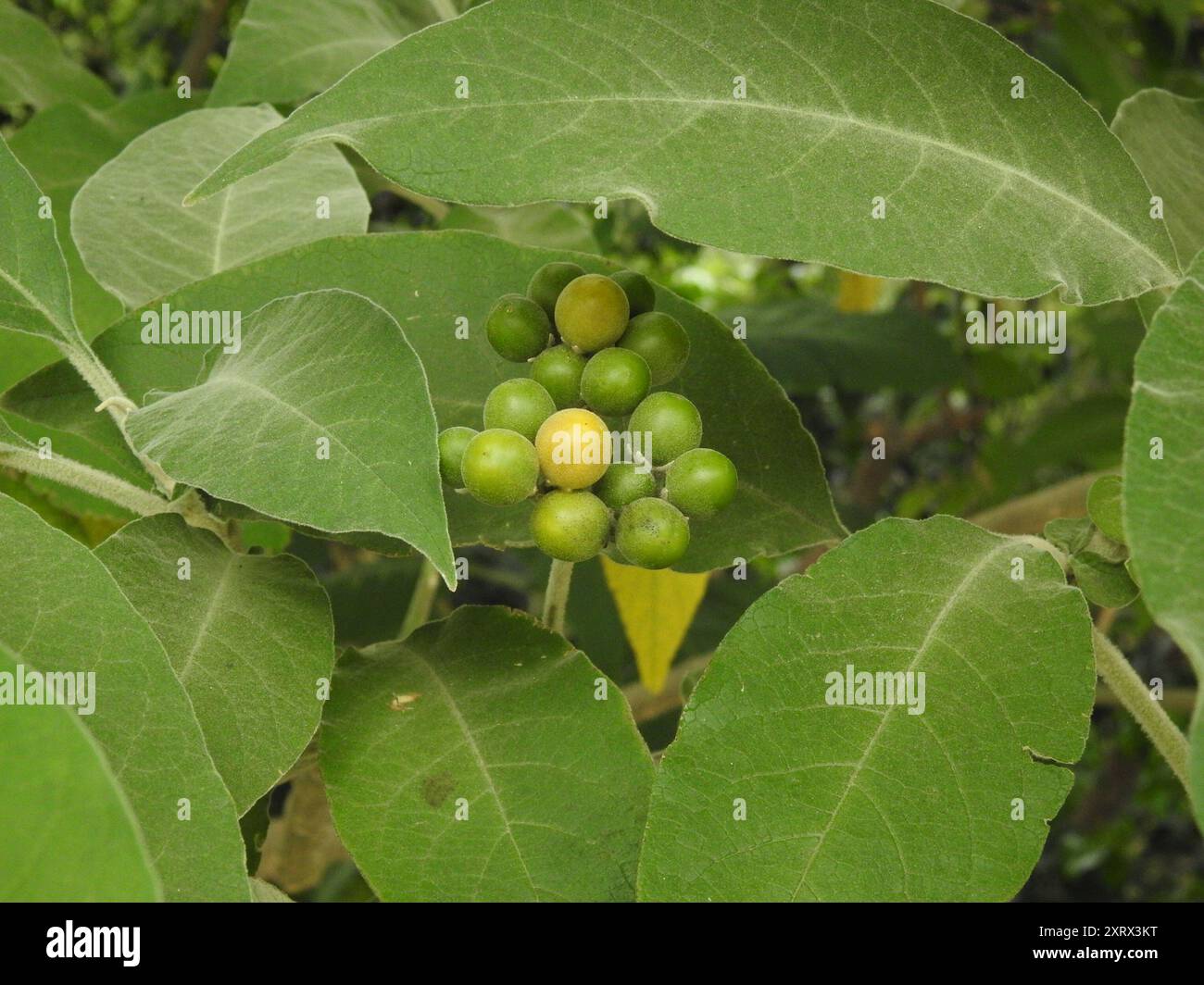 bugweed (Solanum mauritianum) Plantae Stock Photo - Alamy