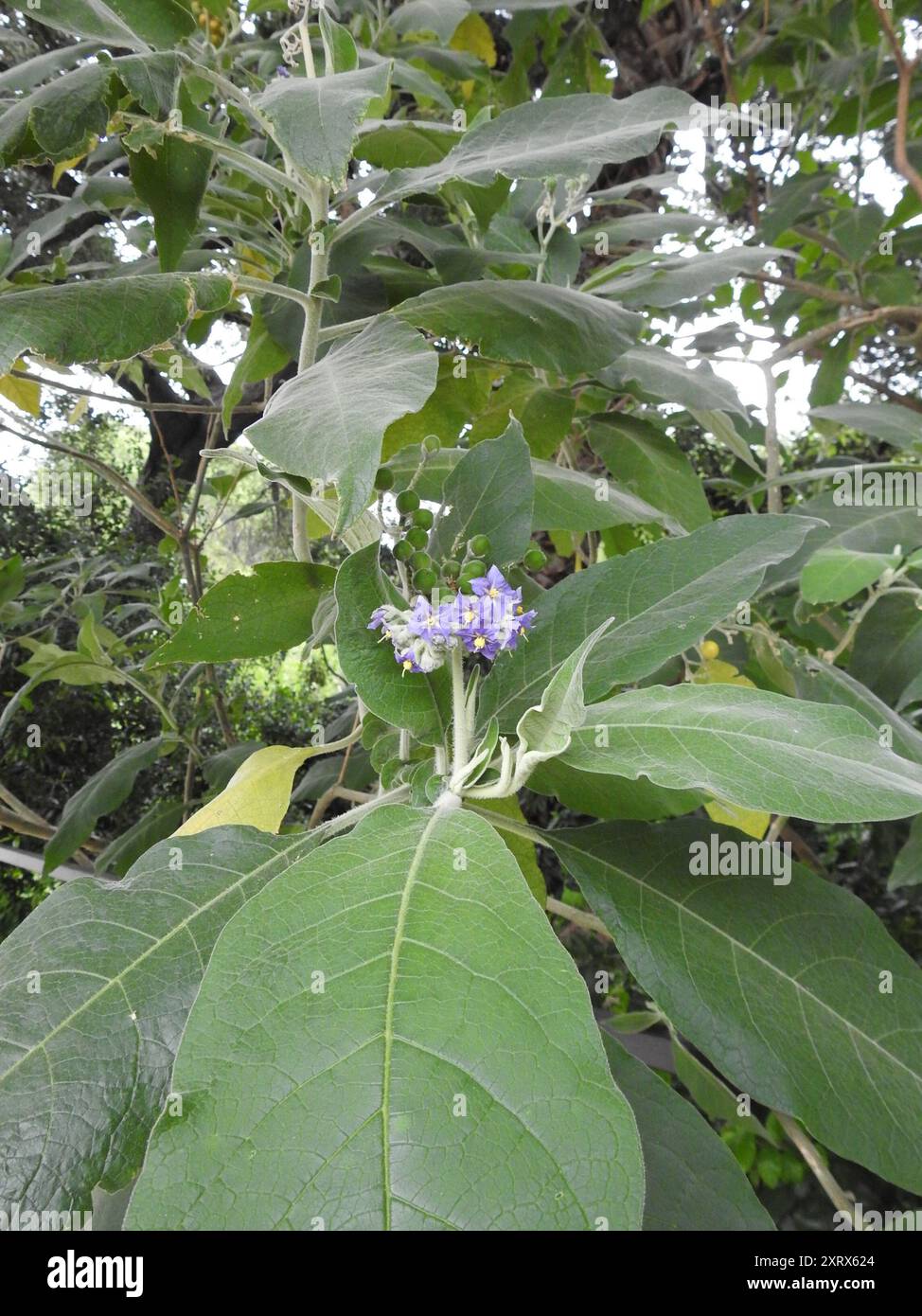 bugweed (Solanum mauritianum) Plantae Stock Photo - Alamy