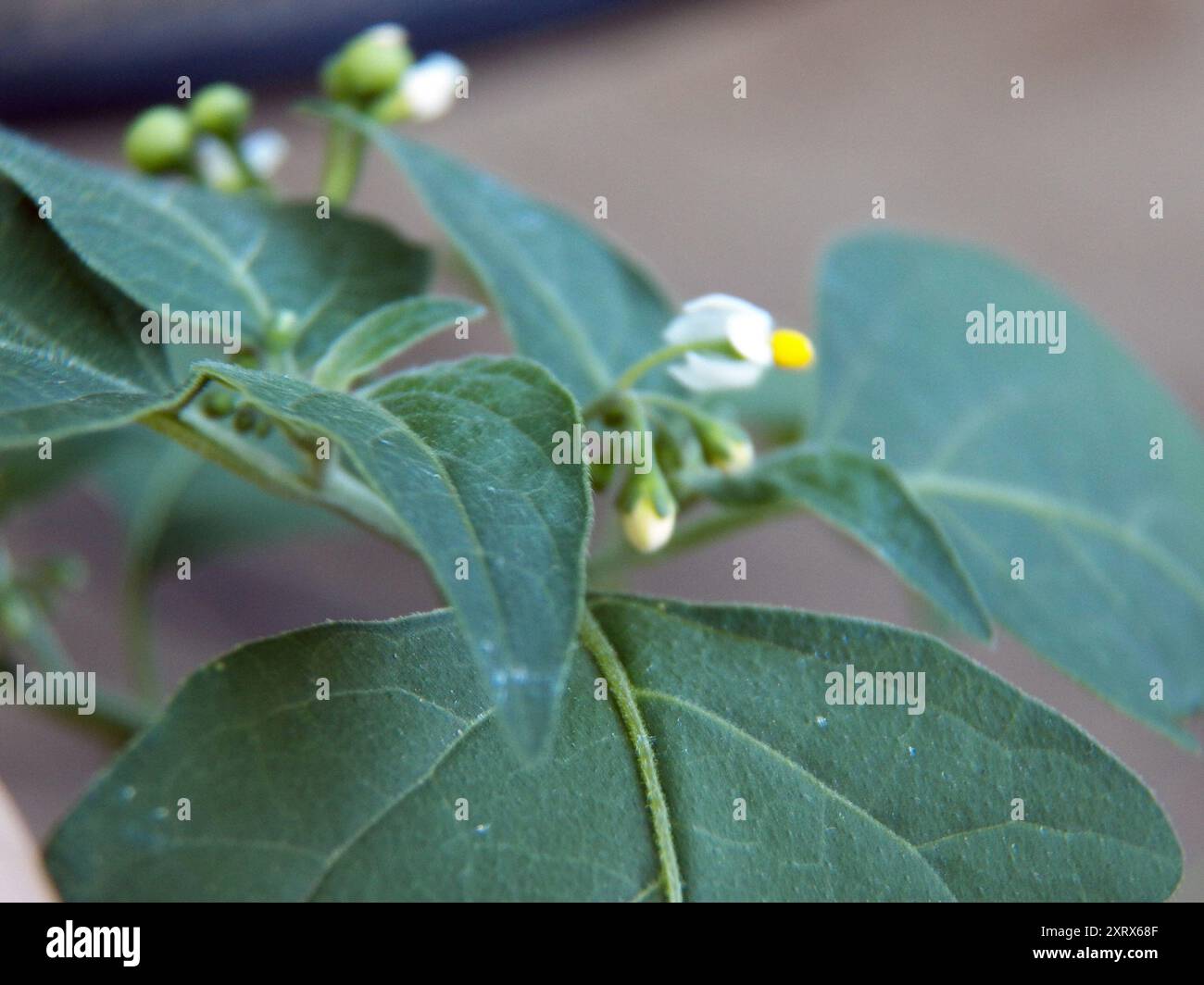 Black Nightshade Complex (Solanum nigrum) Plantae Stock Photo - Alamy