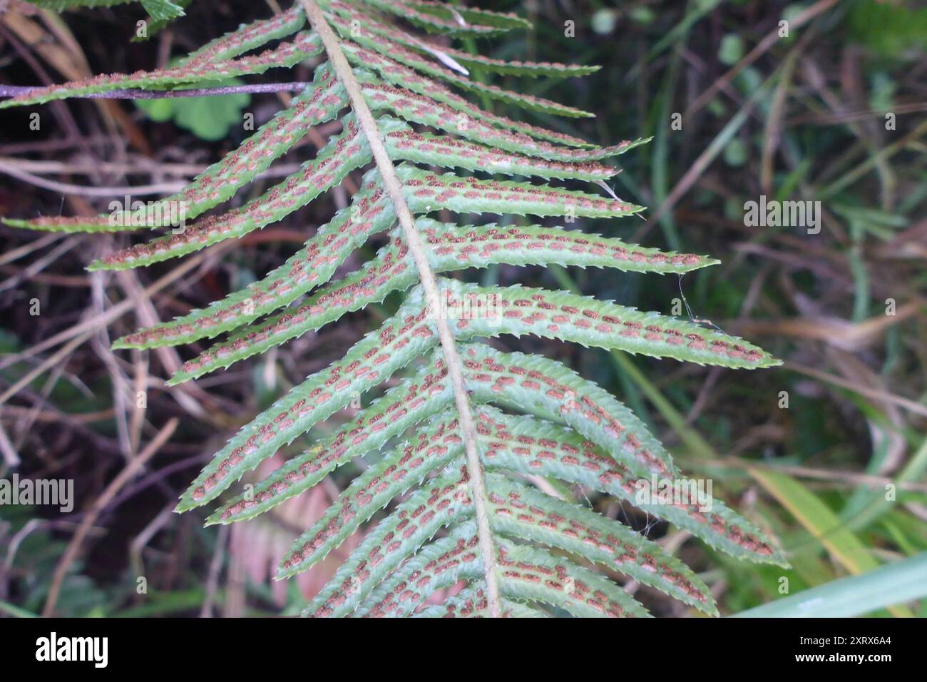 Rasp fern hi-res stock photography and images - Alamy