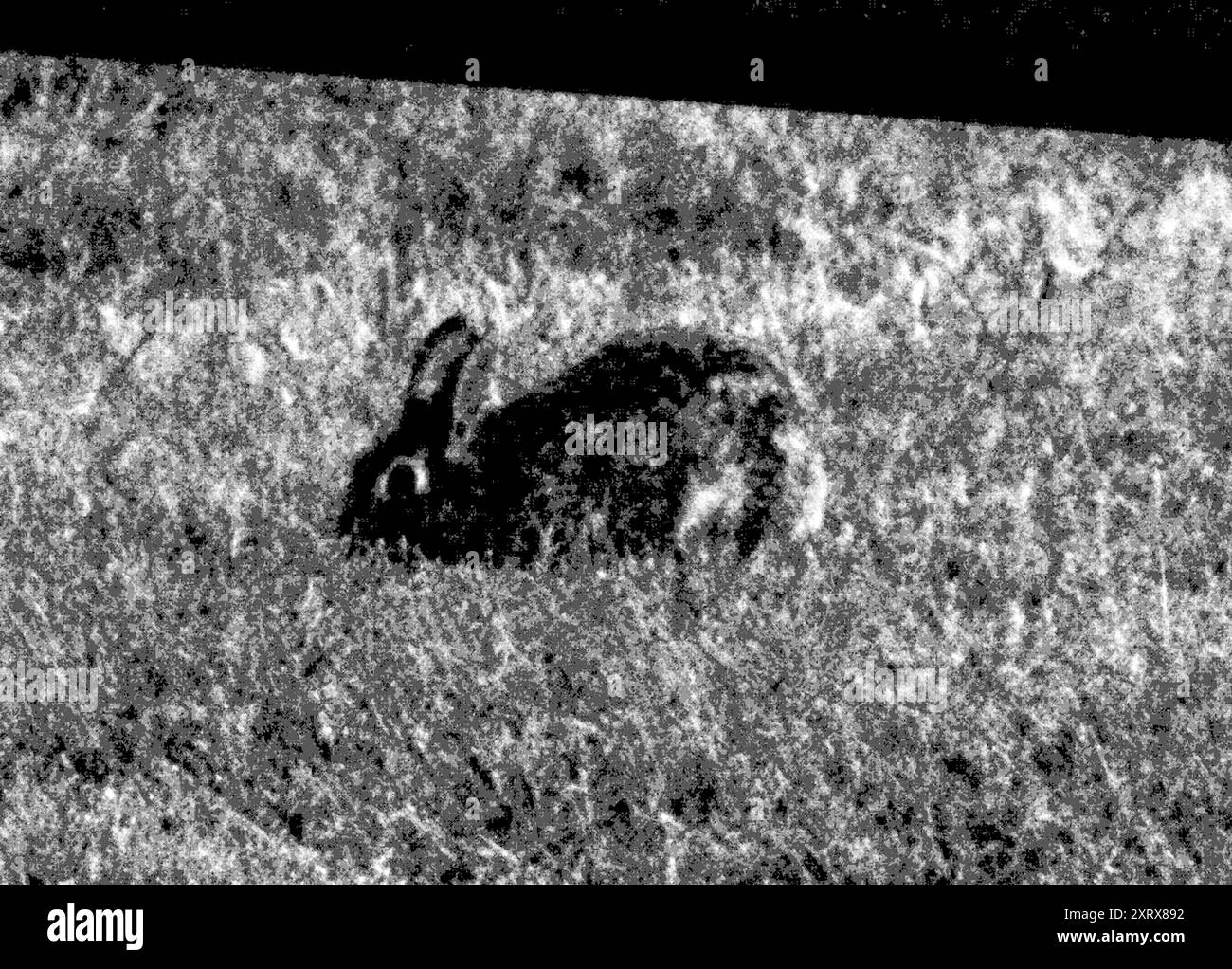Swamp rabbit Black and White Stock Photos & Images - Alamy