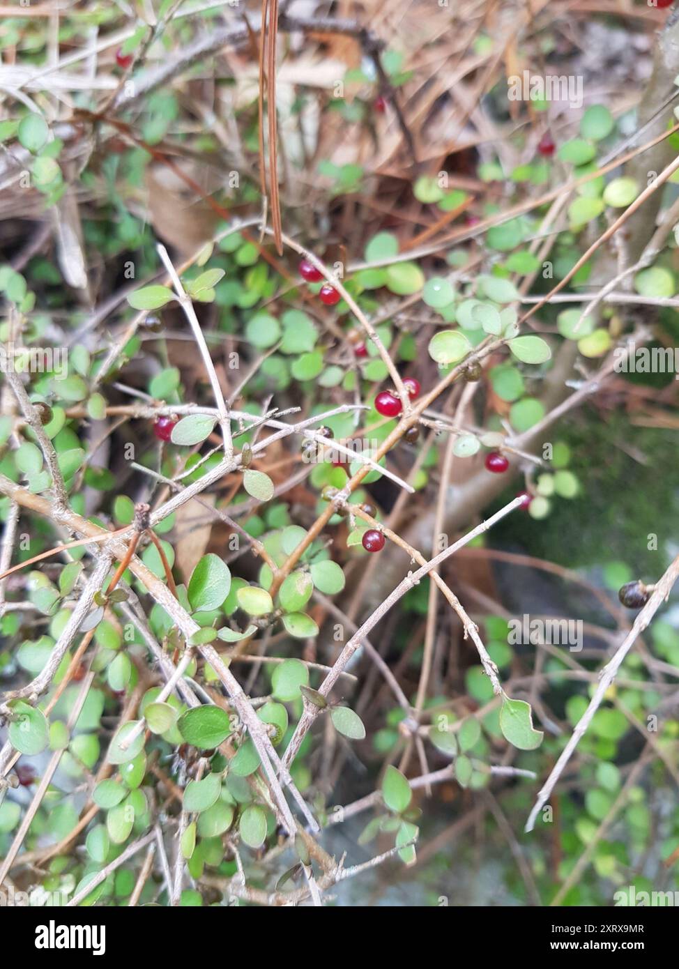Twiggy coprosma (Coprosma rhamnoides) Plantae Stock Photo - Alamy
