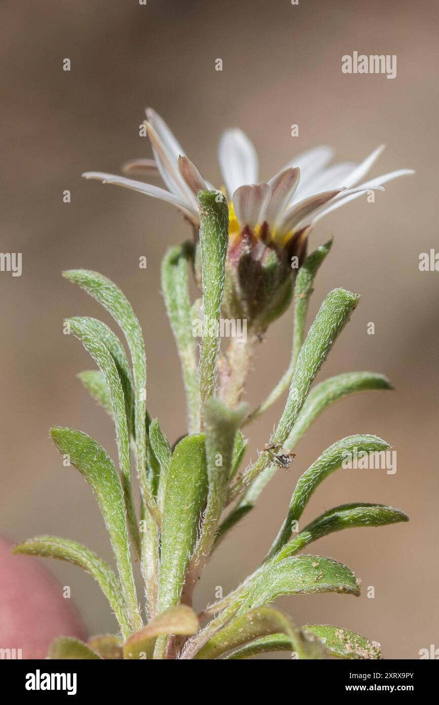 annual Townsend daisy (Townsendia annua) Plantae Stock Photo - Alamy
