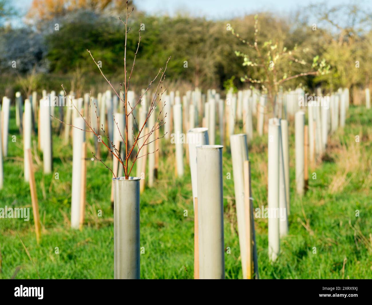 Global warming and consequent climate change is increasing the ...