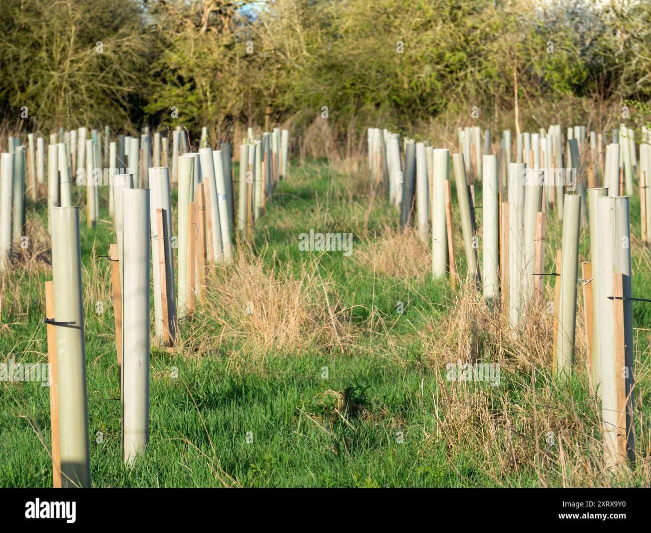 Global warming and consequent climate change is increasing the ...