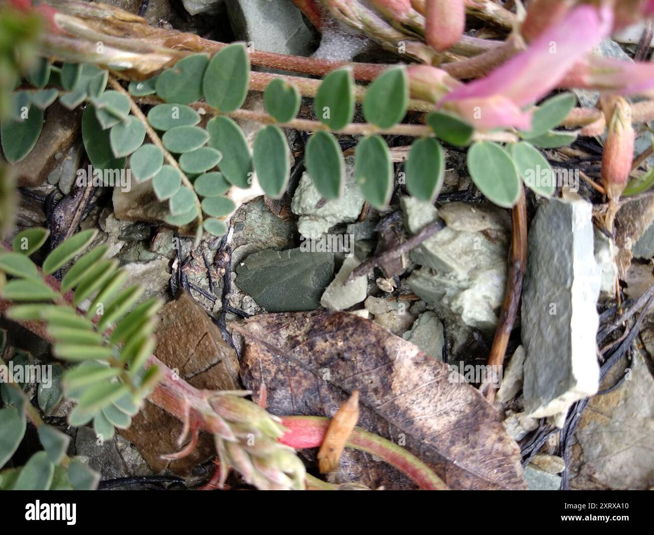 Montpellier Milkvetch (Astragalus monspessulanus) Plantae Stock Photo