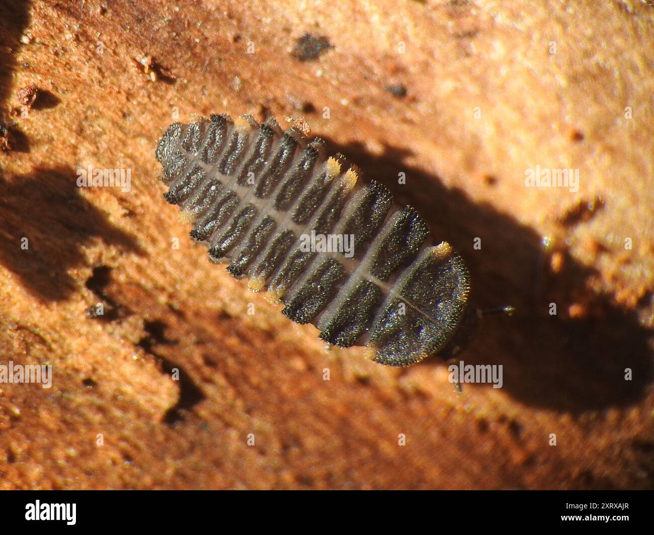 Untrue Insects False Ladybird (Endomychus coccineus) Insecta Stock Photo - Alamy