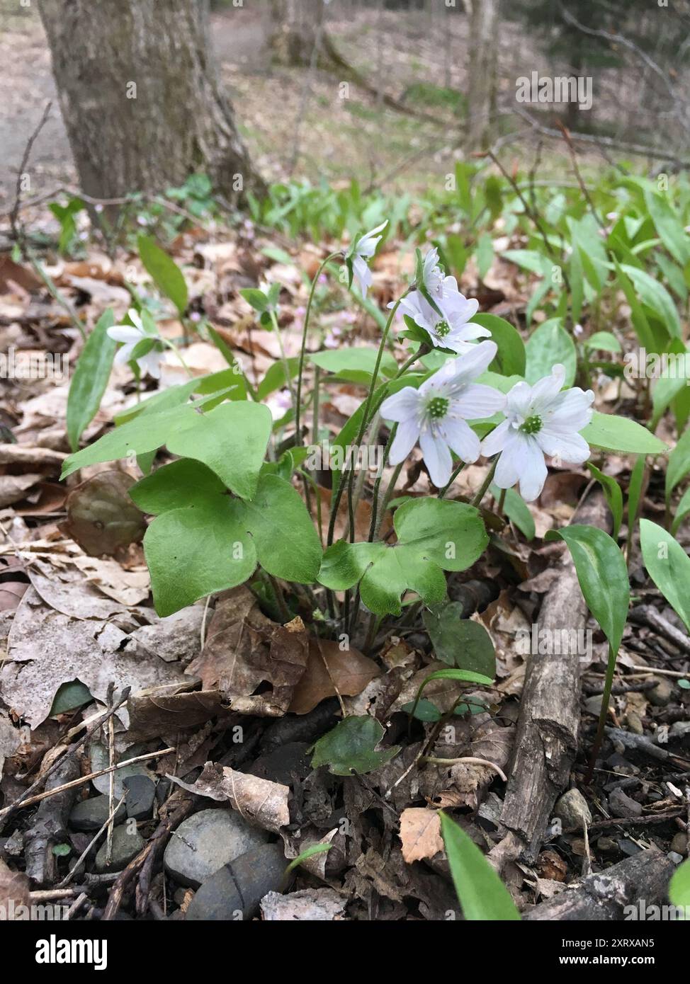 sharp-lobed hepatica (Hepatica acutiloba) Plantae Stock Photo - Alamy
