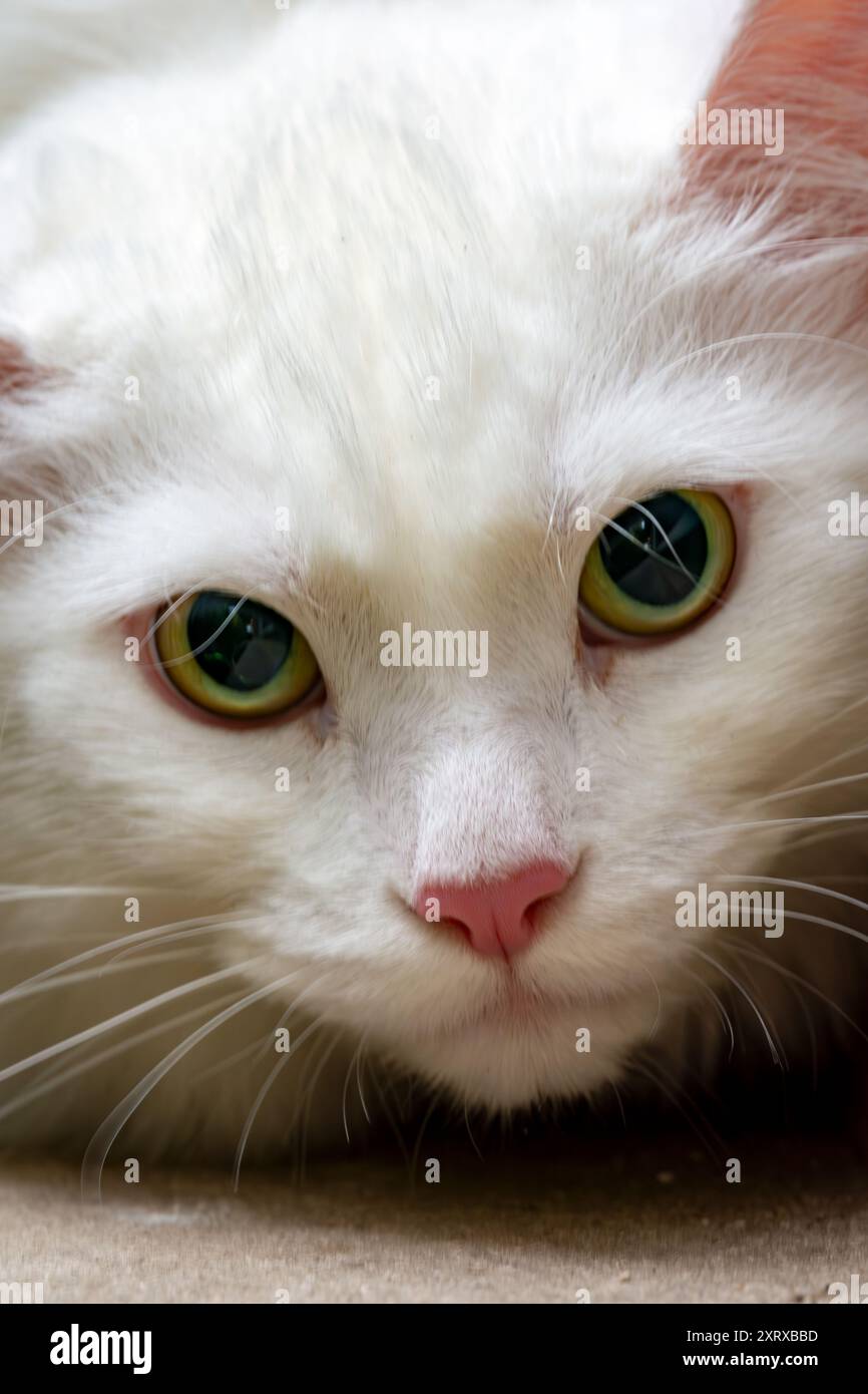 A close up of a white cat's face Stock Photo - Alamy