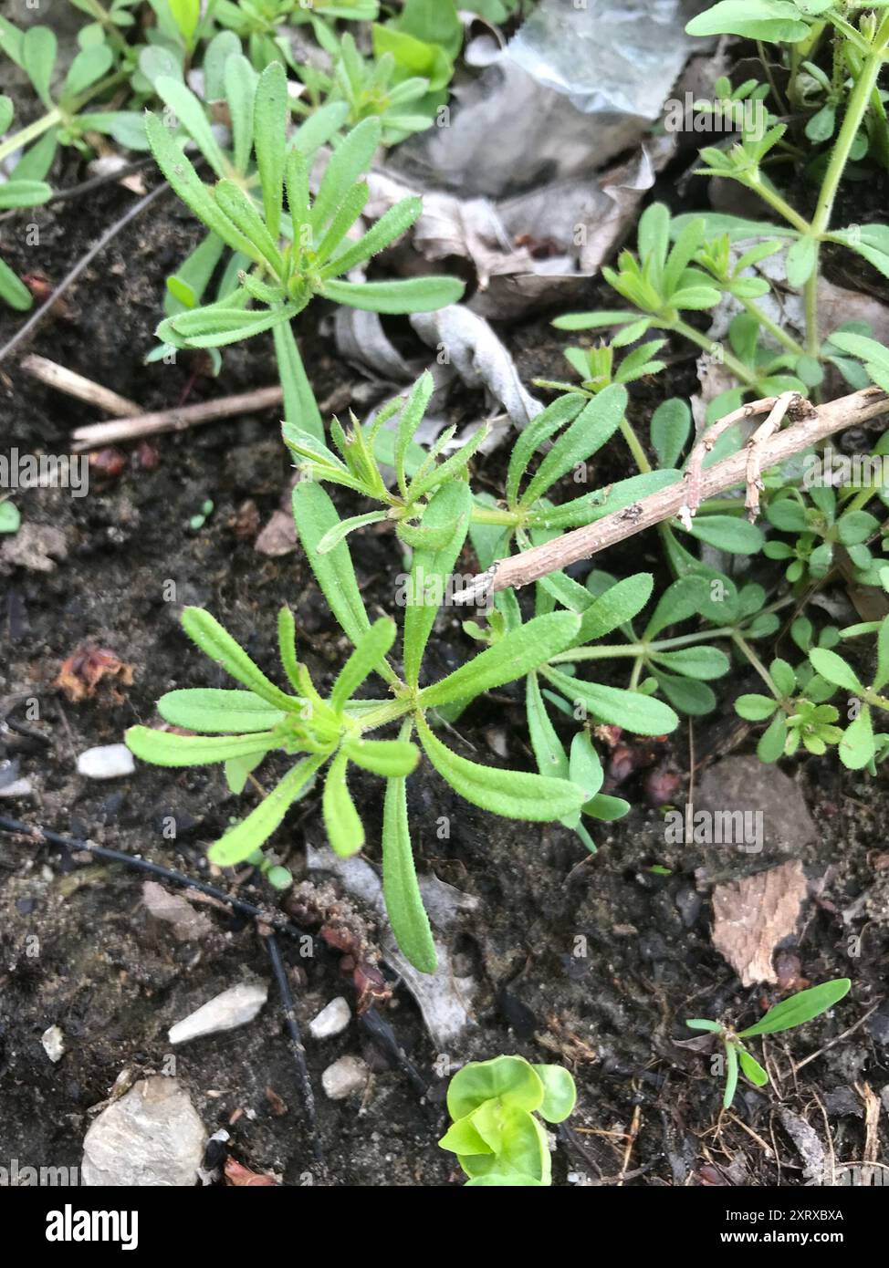 catchweed bedstraw (Galium aparine) Plantae Stock Photo - Alamy