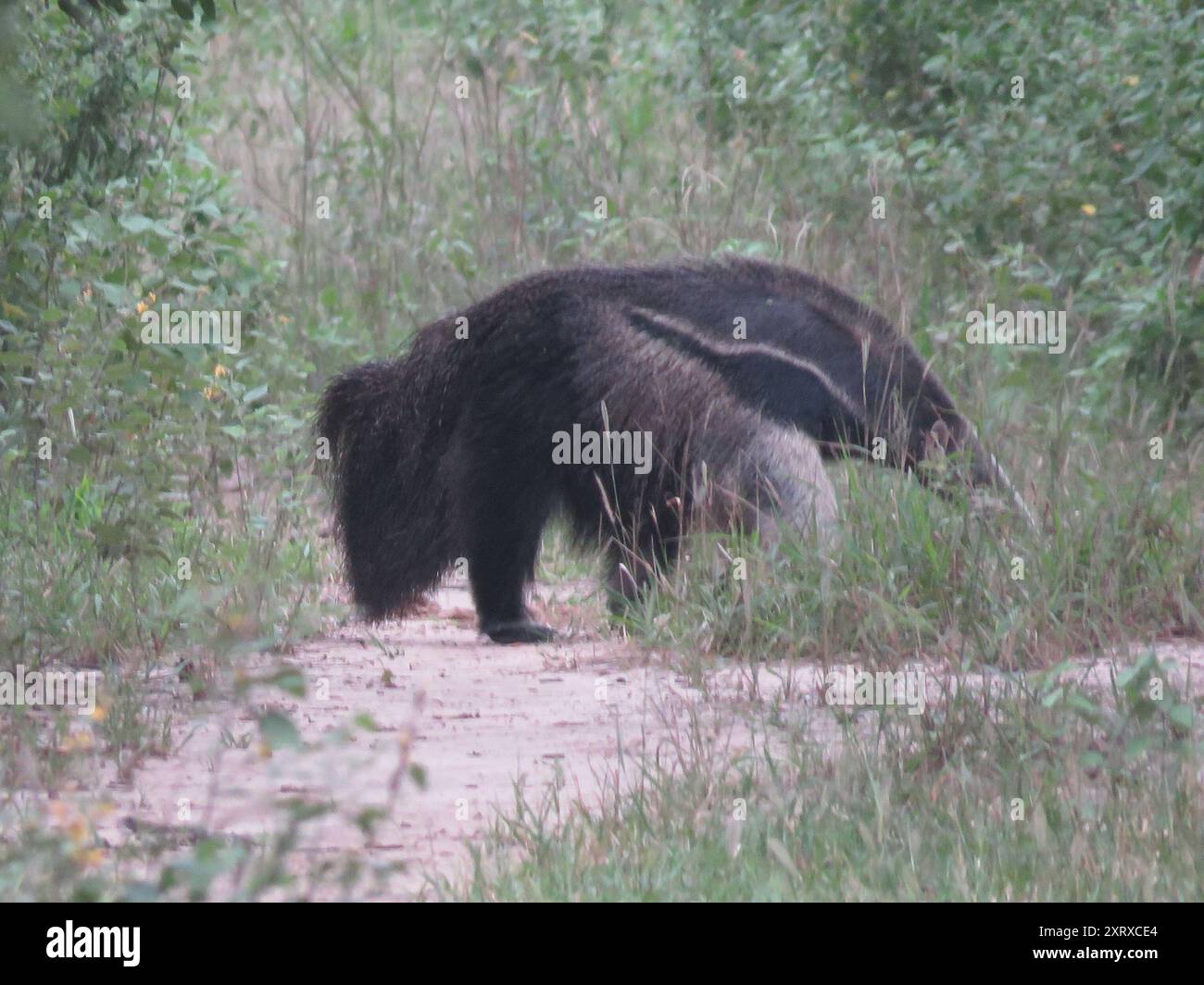 Giant Anteater (Myrmecophaga tridactyla) Mammalia Stock Photo - Alamy