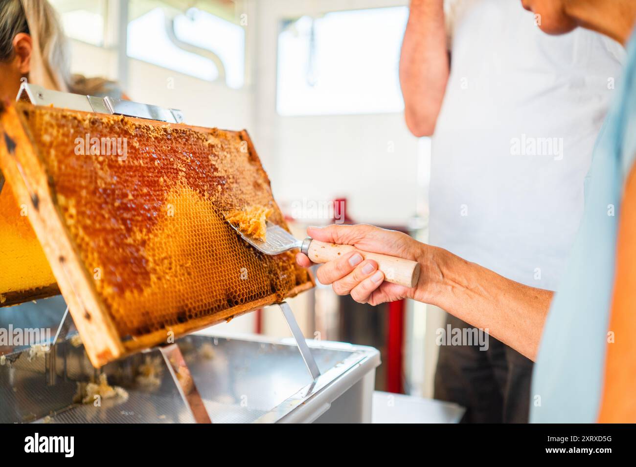 Beekeeper with Capping Scratcher Uncapping Beehive Frame From Beewax ...