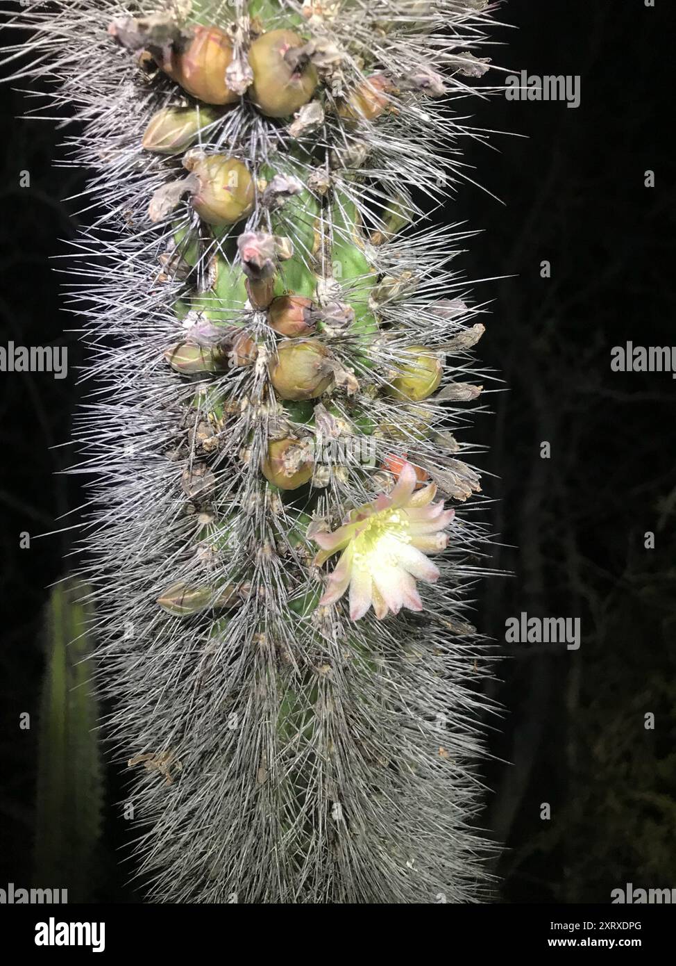 senita cactus (Lophocereus schottii) Plantae Stock Photo - Alamy