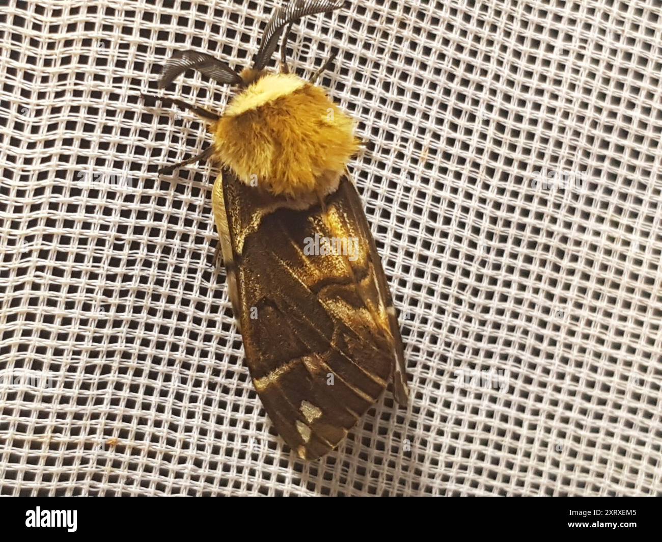 Kentish Glory (Endromis versicolora) Insecta Stock Photo - Alamy