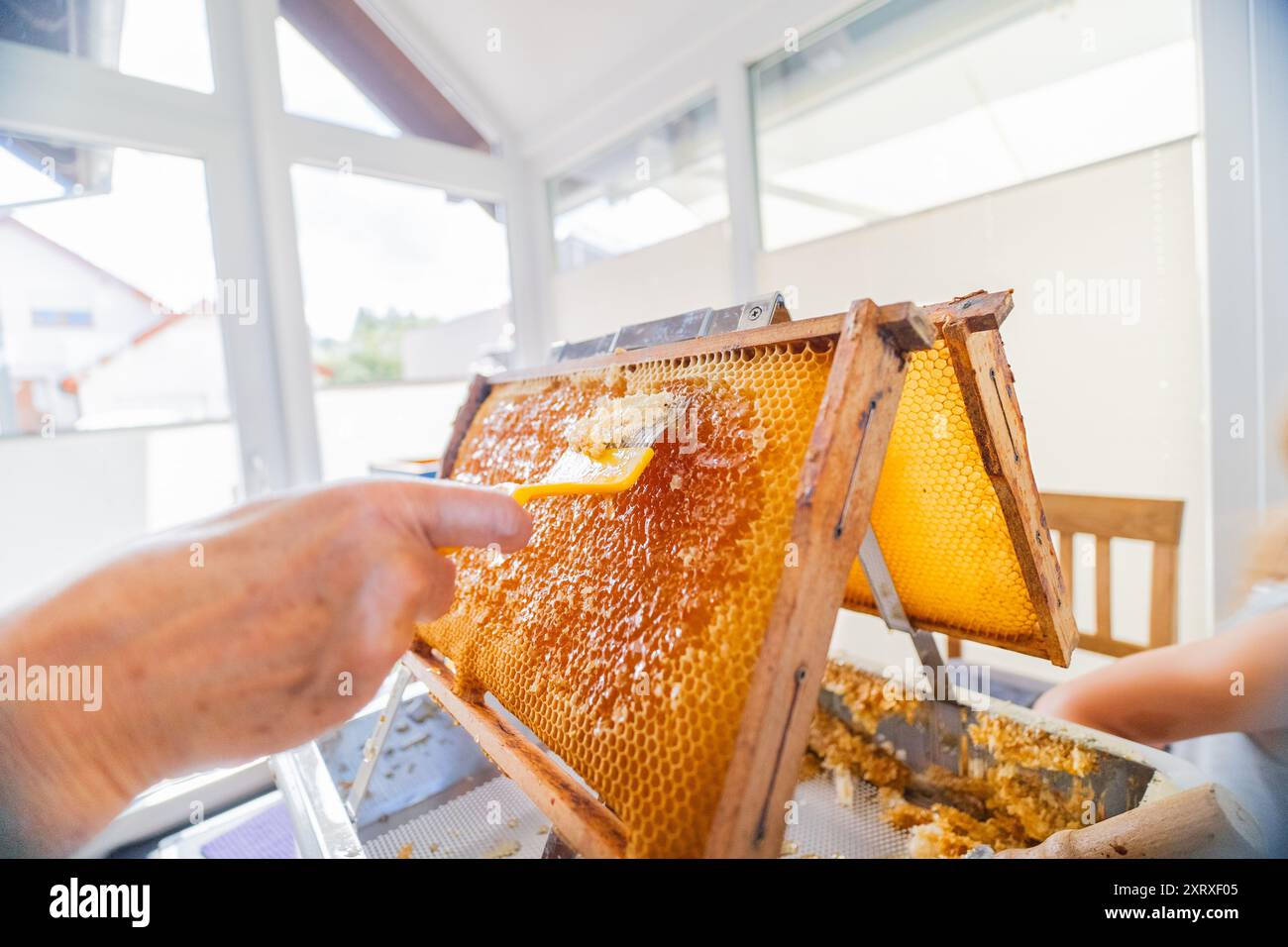 Hand with Capping Scratcher Uncapping Beehive Frame From Beewax to Open ...