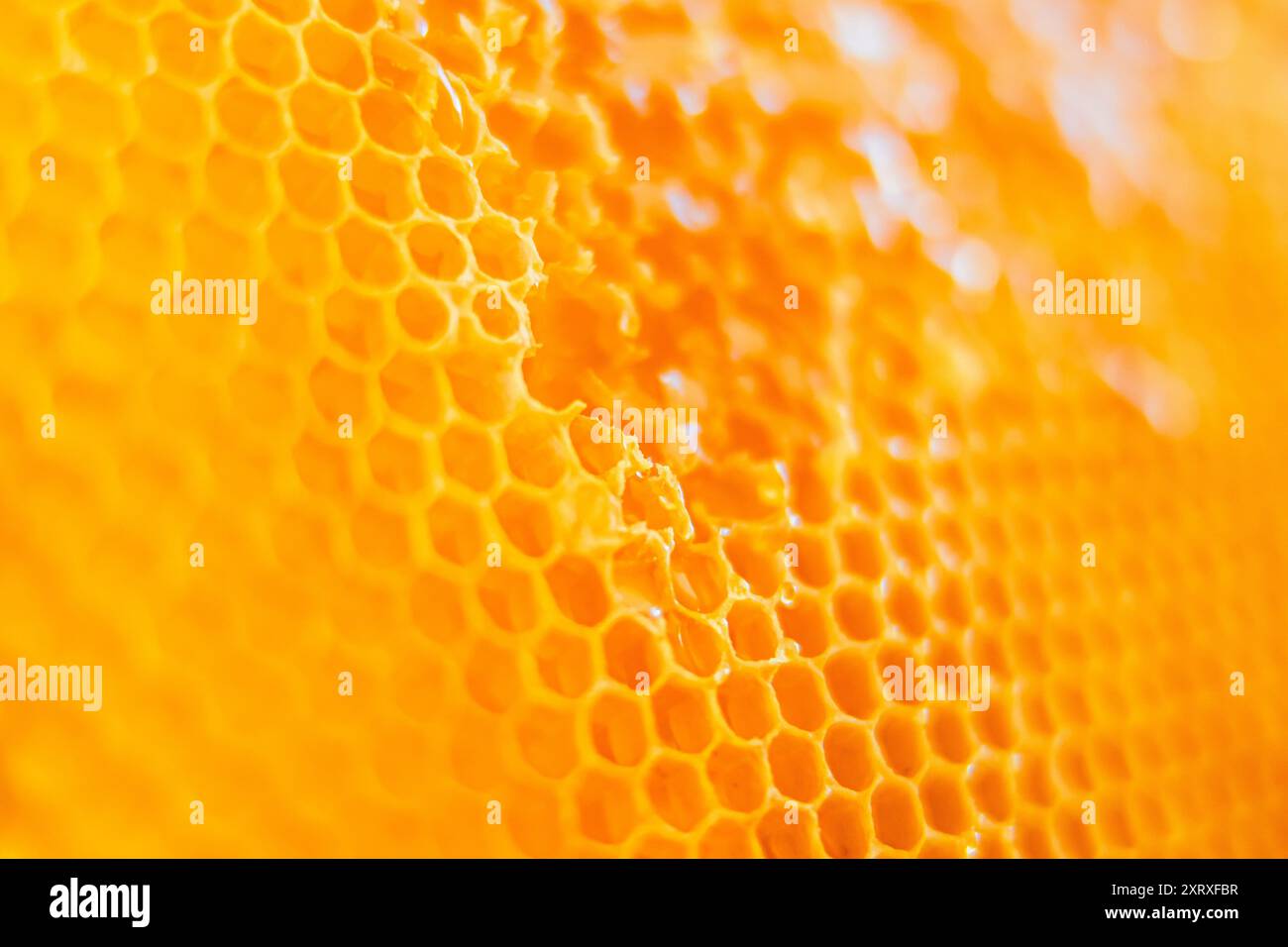 Honeycomb honey bee close up hi-res stock photography and images - Alamy