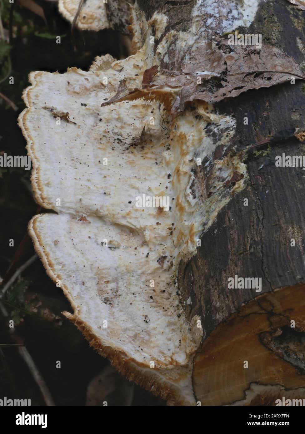 Deer-colored Trametes (Trametopsis cervina) Fungi Stock Photo - Alamy