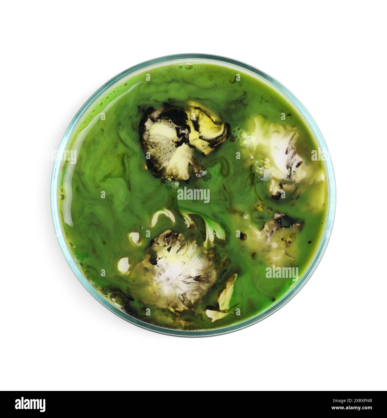 Petri dish with bacteria isolated on white, top view Stock Photo - Alamy