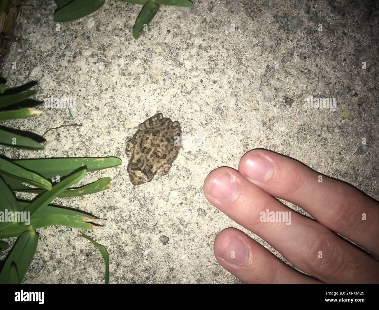 Cane Toad (Rhinella marina) Amphibia Stock Photo - Alamy