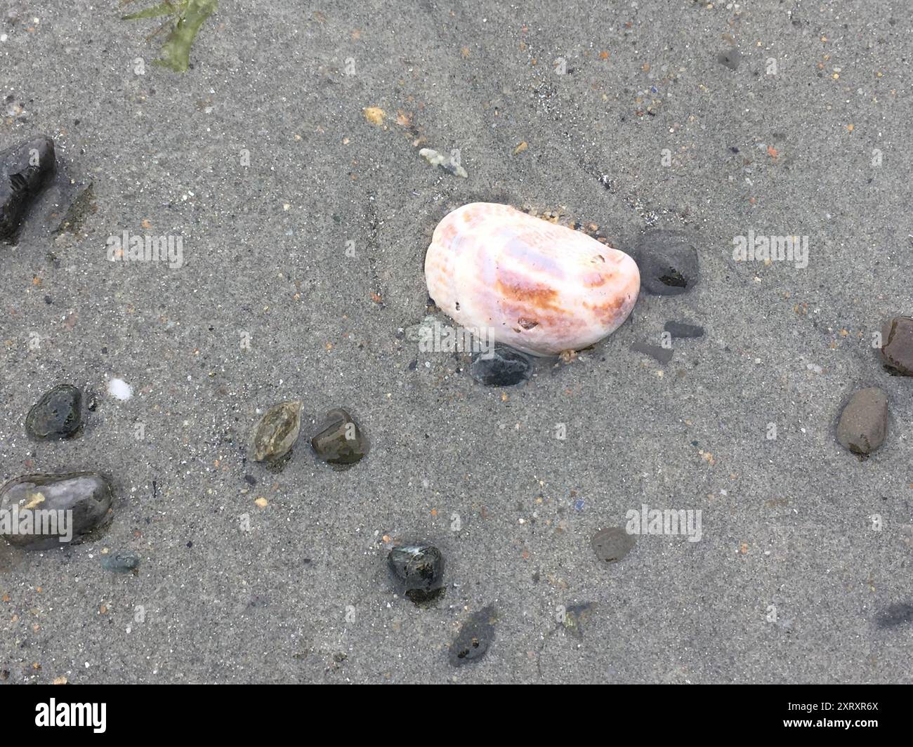 Common Atlantic Slippersnail (Crepidula fornicata) Mollusca Stock Photo ...