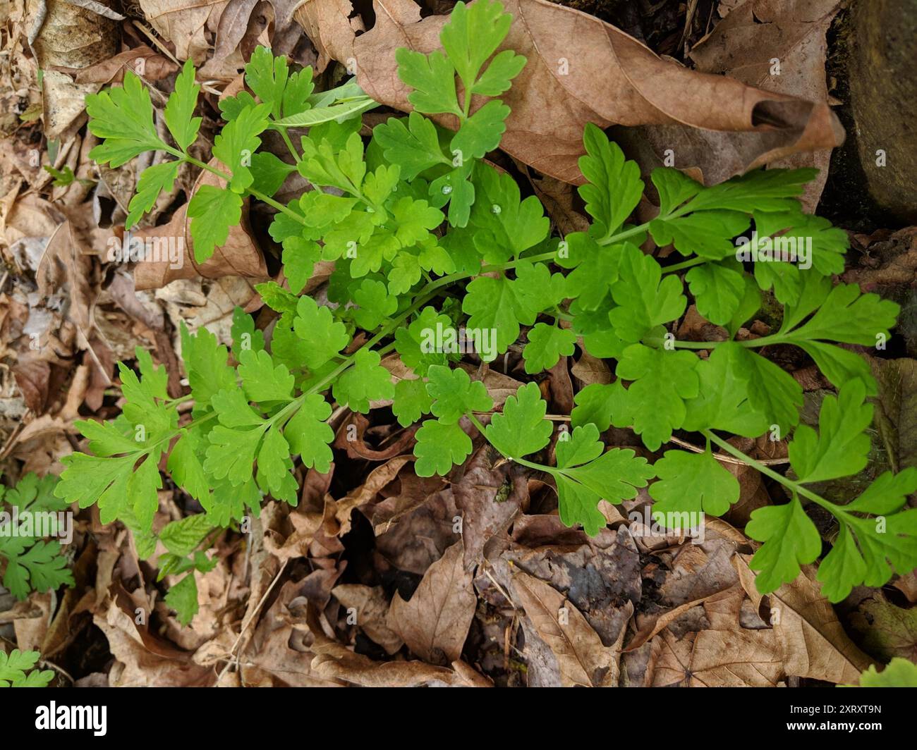 Welsh Poppy Papaver Cambricum Plantae Stock Photo Alamy welsh-poppy-papaver-cambricum-plantae-stock-photo-alamy