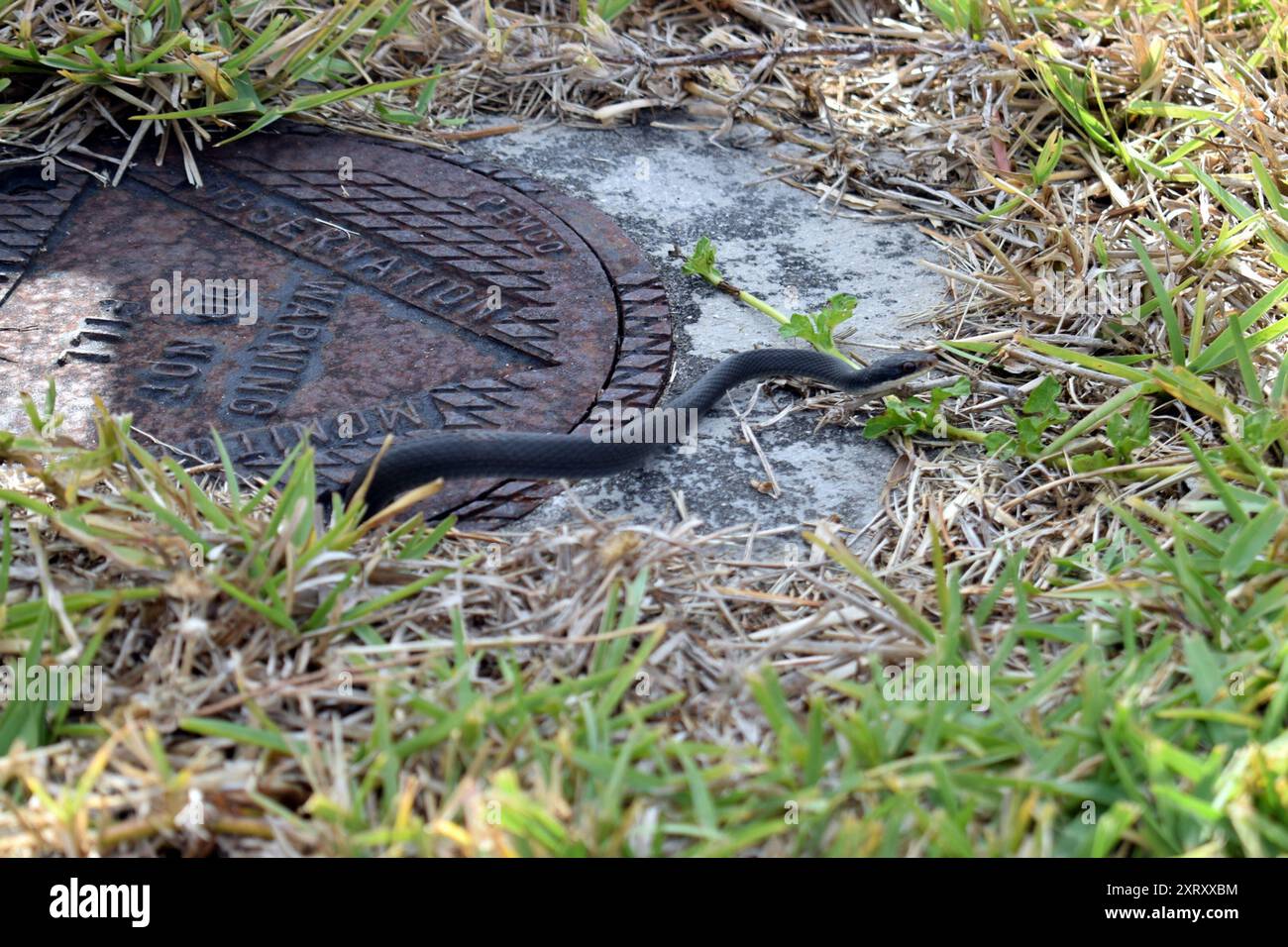 Everglades Racer (Coluber constrictor paludicola) Reptilia Stock Photo ...