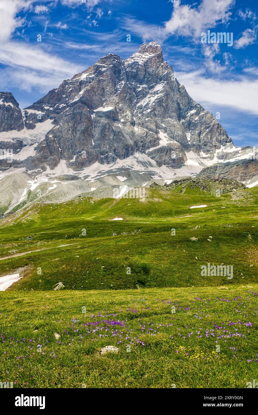 panoramic view of the matterhorn from the italian side with green meadows and purple flowers and blue cloudy sky Stock Photo