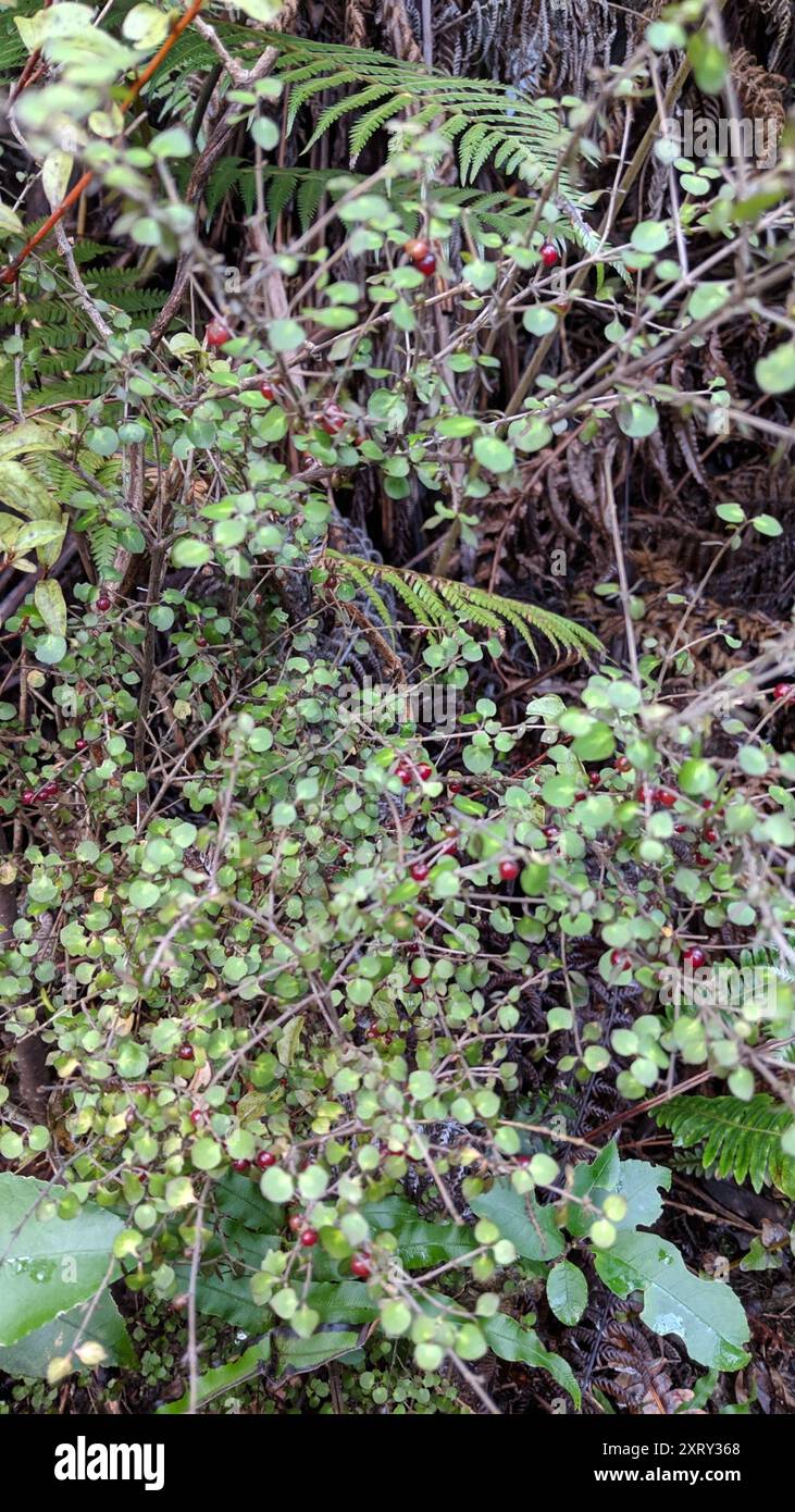Twiggy coprosma (Coprosma rhamnoides) Plantae Stock Photo - Alamy