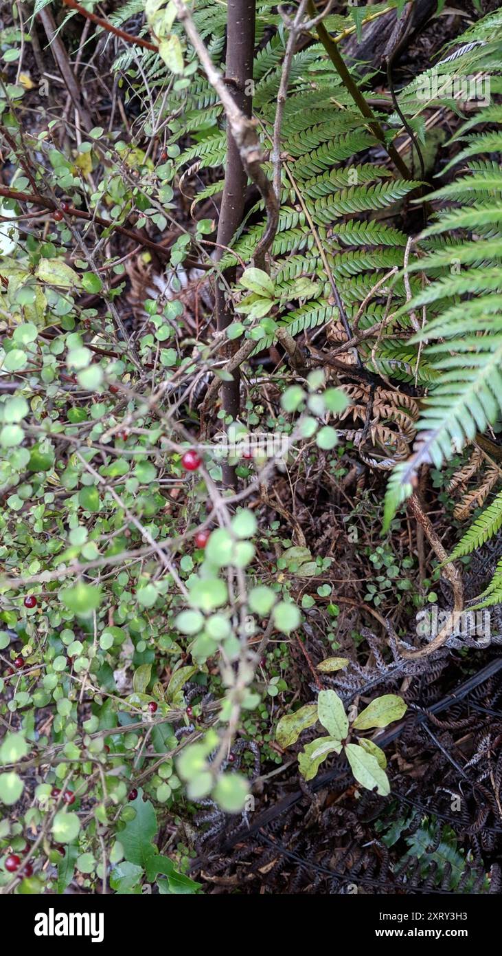 Twiggy coprosma (Coprosma rhamnoides) Plantae Stock Photo - Alamy