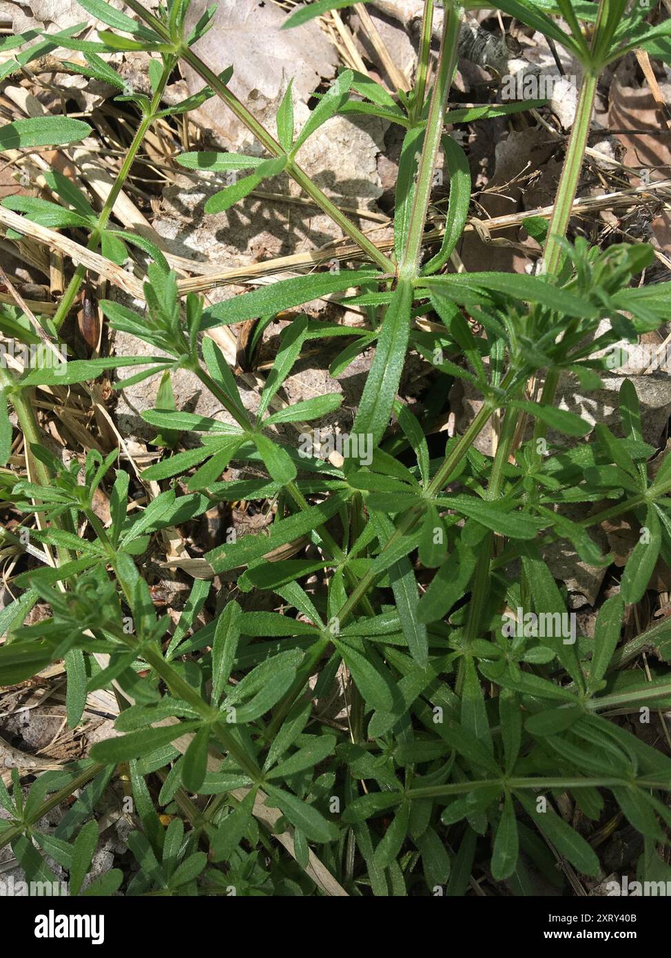 catchweed bedstraw (Galium aparine) Plantae Stock Photo - Alamy