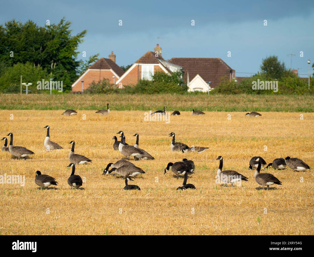 Flock of Canada Geese resting in a field in Lower Radley. This is an unusual sight to see them gather on land like this I suspect they may be preparing for their